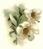 lillies002.jpg