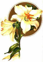 lillies006.jpg